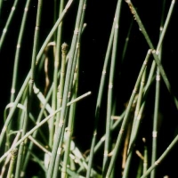 Equisetum hyemale L. (Equisetaceae). Beaufort (L). © 2000 by Yves Krippel.